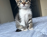 Кошки в Москве: Котенок девочка Девочка, Бесплатно - фото 3