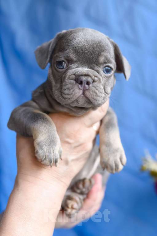 Собаки в Москве: мальчик лилак тан , документы доставка Мальчик, 80 000 руб. - фото 9