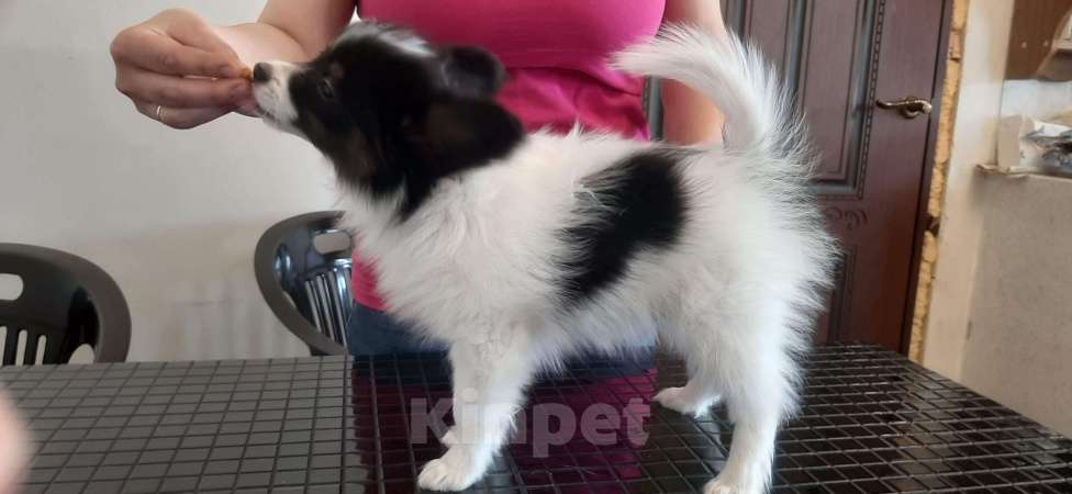 Собаки в Ярославле: Элитные щенки папийона Мальчик, 50 руб. - фото 3