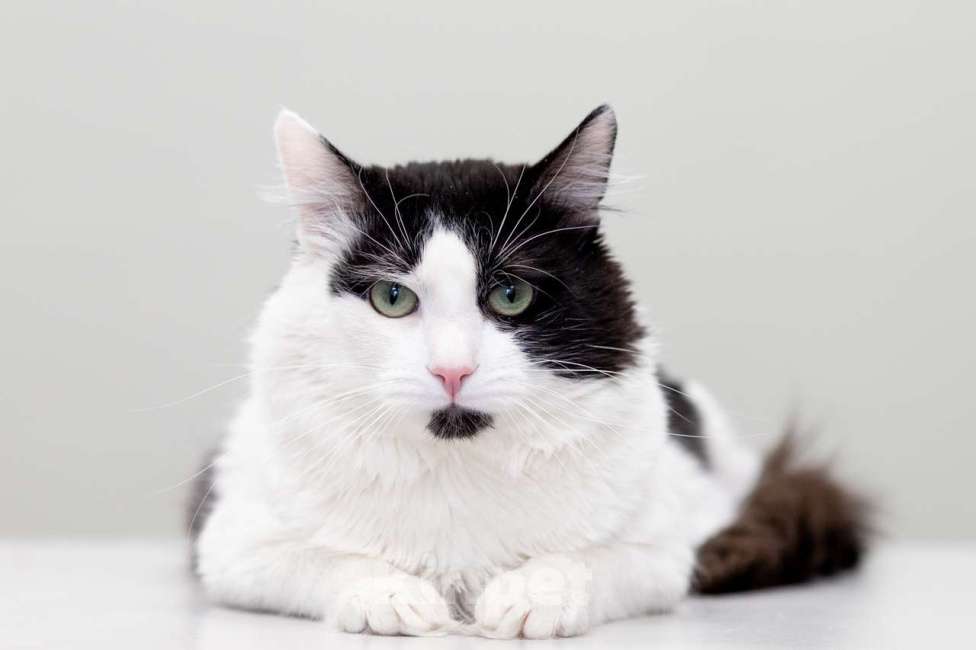 Кошки в Москве: Кот Шнапс в добрые руки Мальчик, Бесплатно - фото 7