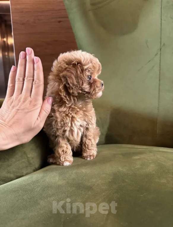 Собаки в Москве: Мальтипу Мальчик, 160 руб. - фото 7