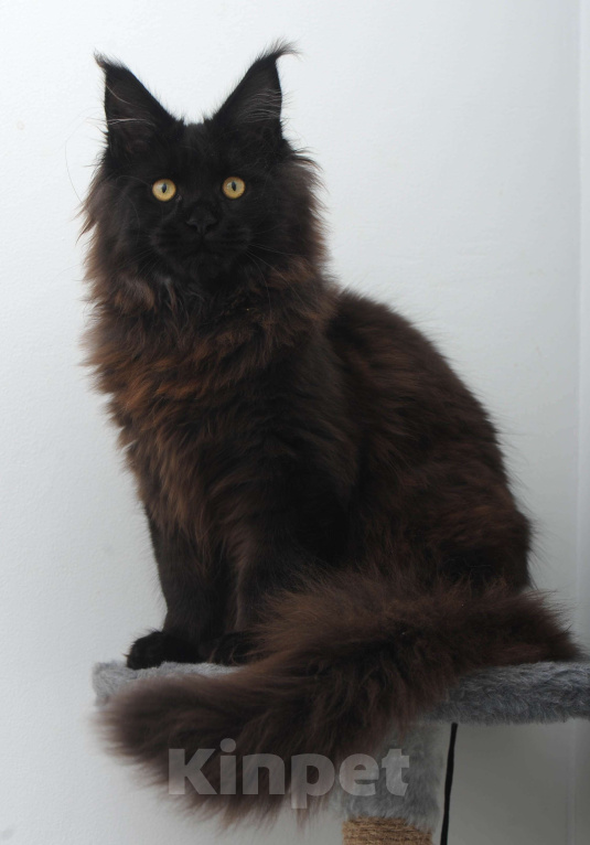 Кошки в Москве: Чёрный котенок мейн-кун  Мальчик, 45 000 руб. - фото 6