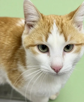Самый ласковый котик