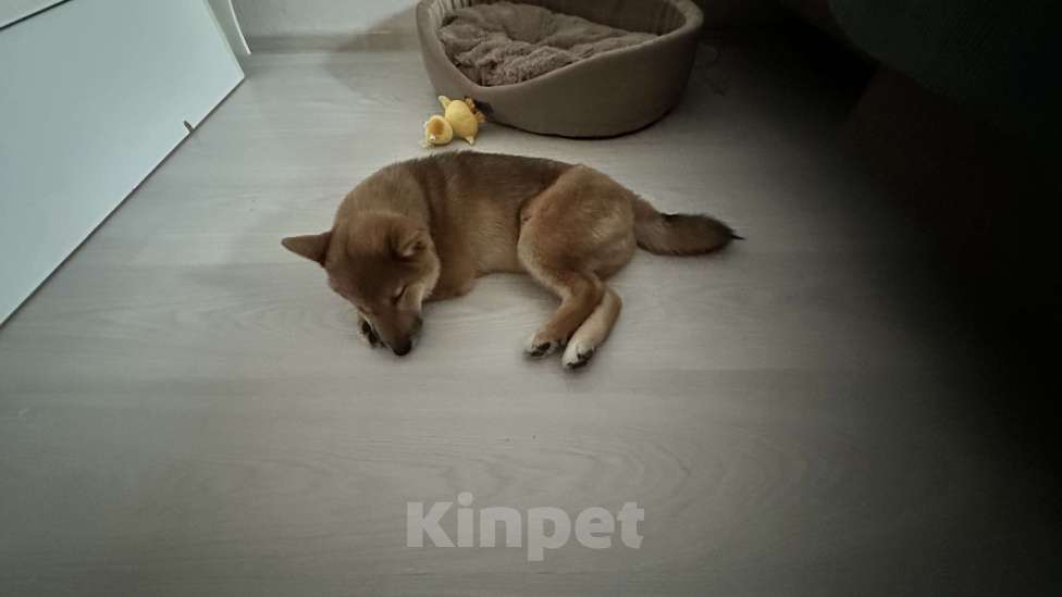 Собаки в Люберцах: Сиба-Ину щенок Мальчик, 60 000 руб. - фото 1