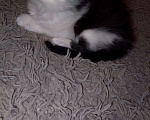 Кошки в Калуге: Котенок даром Девочка, Бесплатно - фото 2