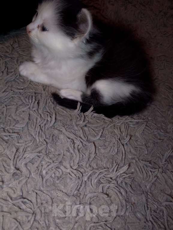 Кошки в Калуге: Котенок даром Девочка, Бесплатно - фото 2