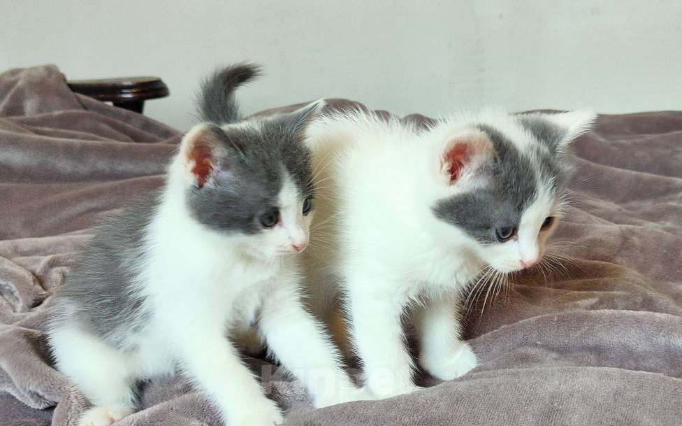 Кошки в Липецке: 2 милых котёнка ищут семью! Мальчик, 10 руб. - фото 1