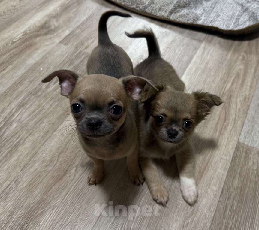 Собаки в Томске: Щенок чихуахуа девочка д/ш одна лапка белая Девочка, 35 000 руб. - фото 9