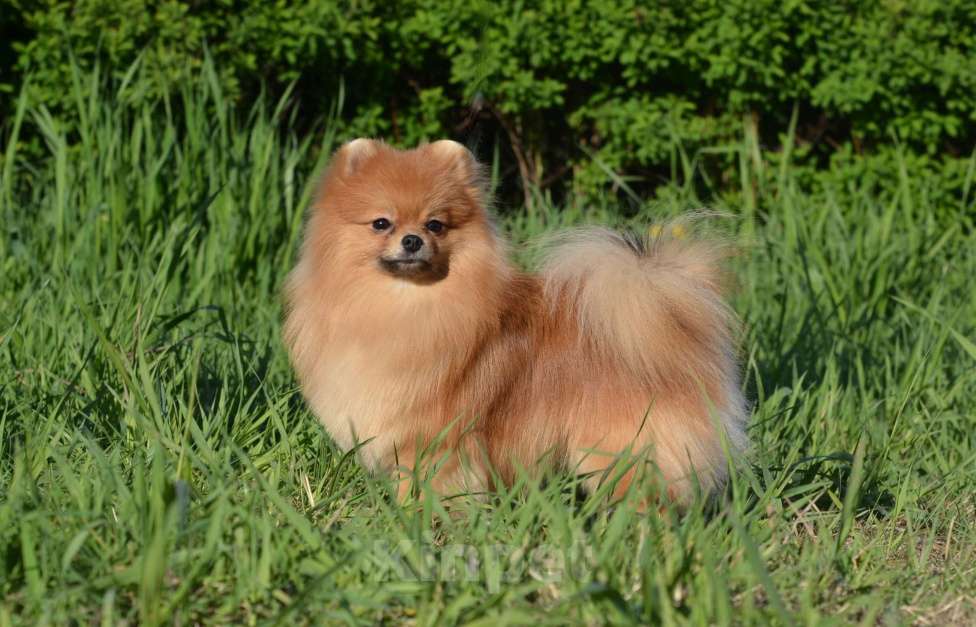 Собаки в Санкт-Петербурге: Кобель померанского шпица Мальчик, 1 руб. - фото 2