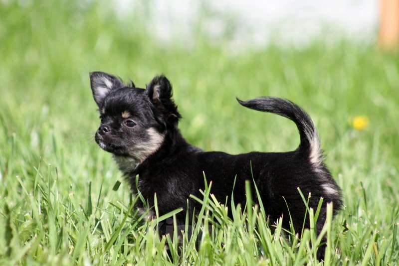 Собаки в Москве: Чихуахуа мальчик Мальчик, 30 000 руб. - фото 2