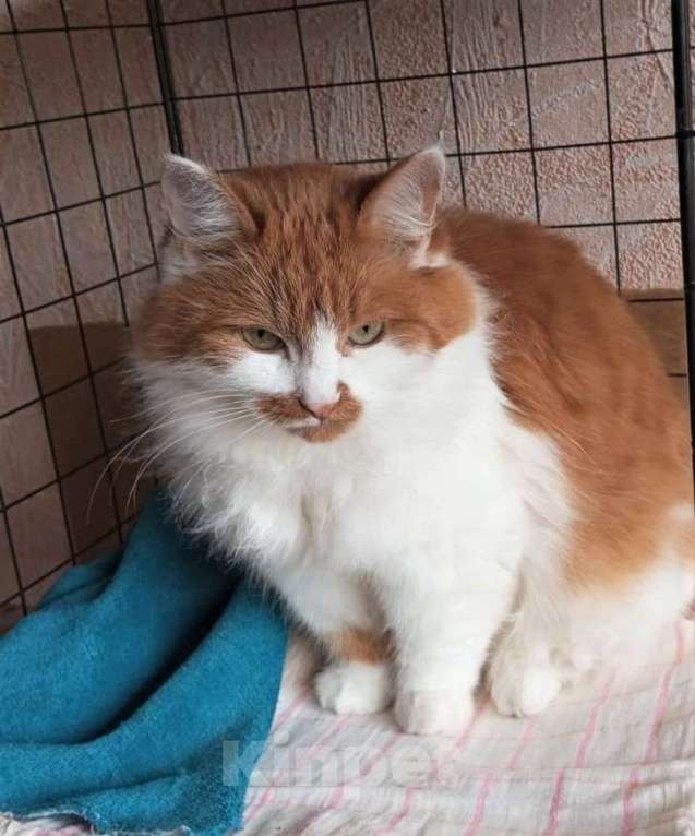 Кошки в Ногинске: Рыжая Маркиза хорошей хозяйке Девочка, Бесплатно - фото 3