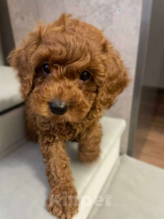 Собаки в Санкт-Петербурге: Щенок Той-пудель Мальчик, 80 руб. - фото 1