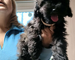 Собаки в других городах Московской области: Черная девочка той пуделя Девочка, 40 000 руб. - фото 3