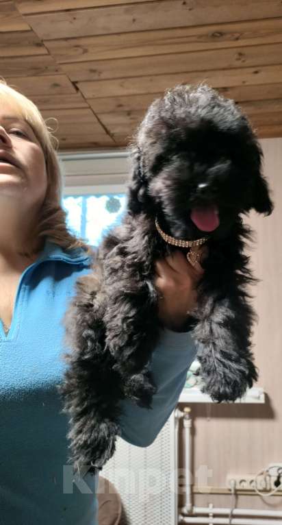 Собаки в других городах Московской области: Черная девочка той пуделя Девочка, 40 000 руб. - фото 3
