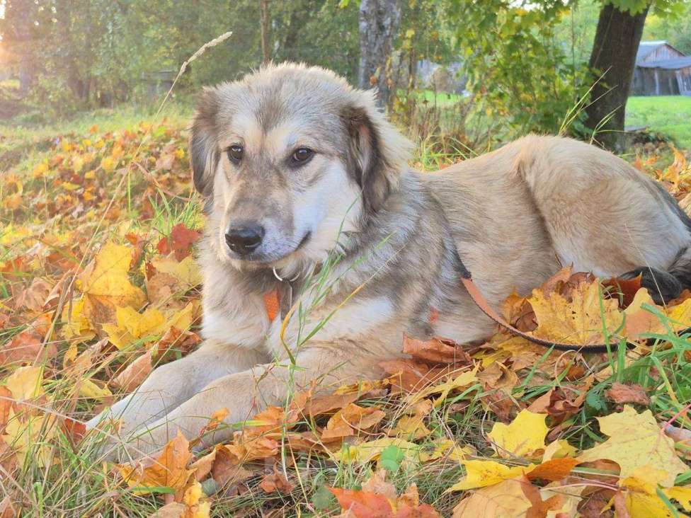 Собаки в Москве: Милашка Буся ждëт тебя.  Девочка, Бесплатно - фото 5