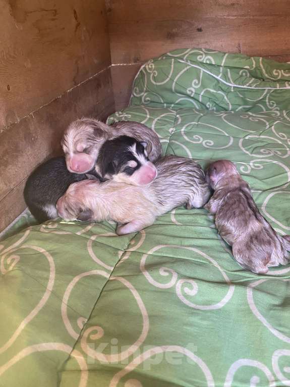 Собаки в других городах Архангельской области: Щенки аляскинского маламута Мальчик, 10 000 руб. - фото 6