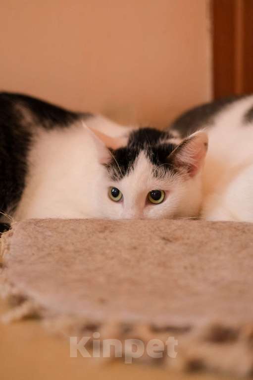 Кошки в Санкт-Петербурге: Лунтик из приюта в добрые руки Мальчик, Бесплатно - фото 9