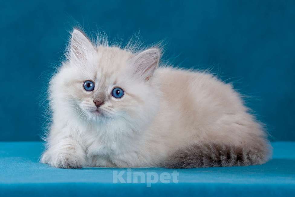 Кошки в Омске: Невские маскарадные котята Девочка, 35 000 руб. - фото 1