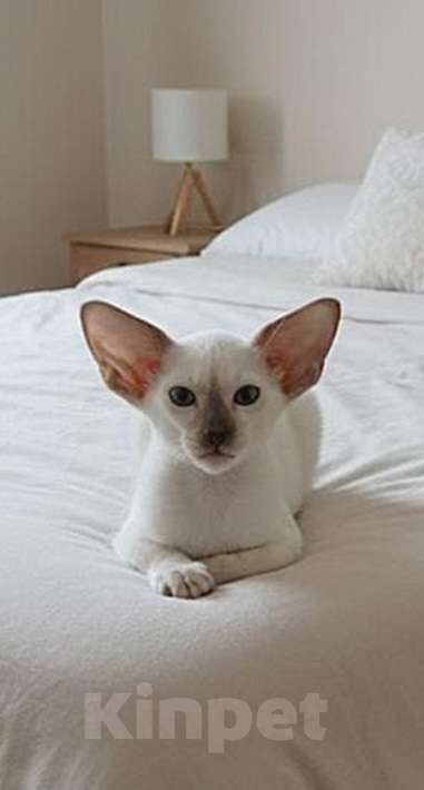 Кошки в Апрелевке: Шикарные ориентальные поинтовые котята котята Мальчик, Бесплатно - фото 1