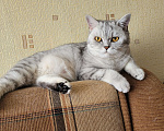 Кошки в Мытищах: Отдаем котика Мальчик, 2 000 руб. - фото 4