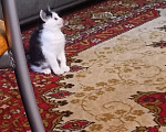 Кошки в Рязани: Отдаем котенка Девочка, Бесплатно - фото 2