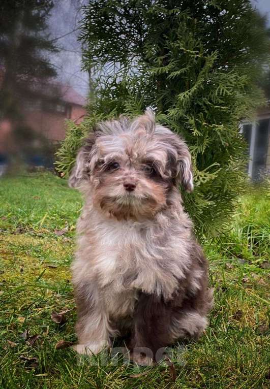 Собаки в других городах Московской области: Мальтипу шоколадный мерль Девочка, 120 000 руб. - фото 3
