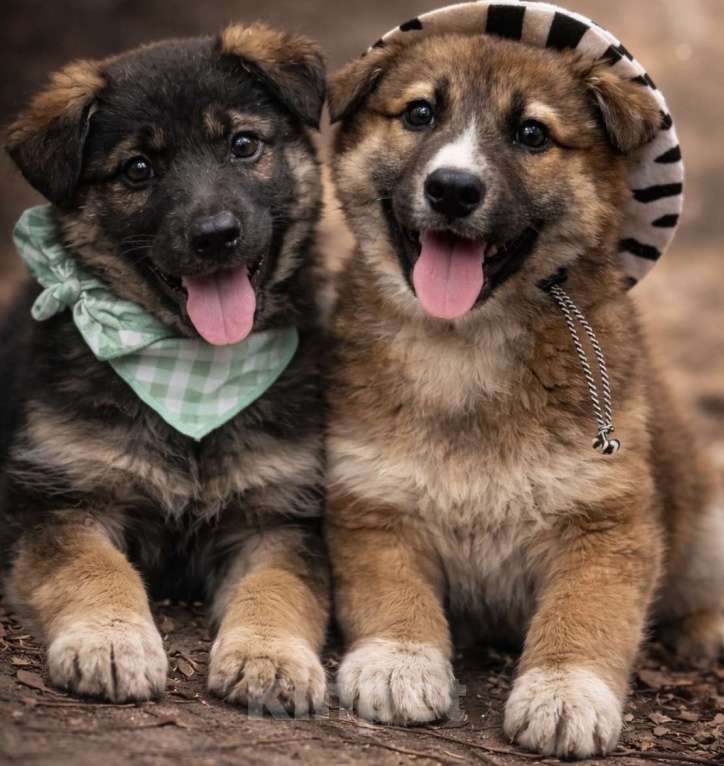 Собаки в Сертолово: Щенки ищут добрые и заботливые ручки Мальчик, Бесплатно - фото 3