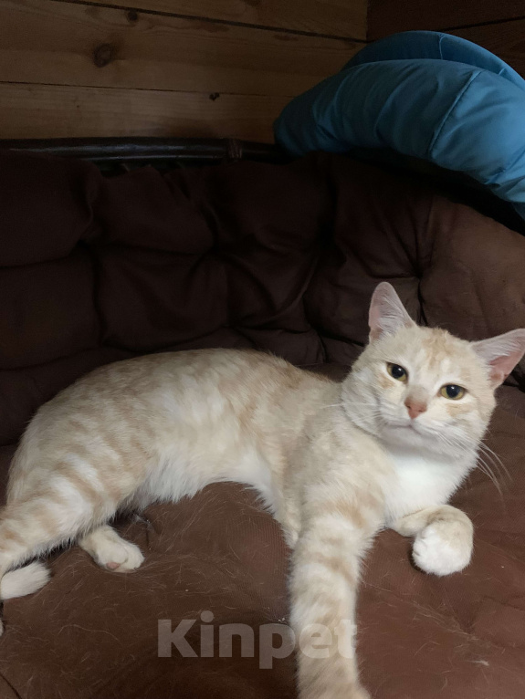 Кошки в Рязани: Котик в добрые руки Мальчик, Бесплатно - фото 4