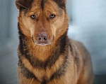 Собаки в Санкт-Петербурге: Роскошный, грозный внешне, мягкий внутри пёс Мальчик, Бесплатно - фото 3
