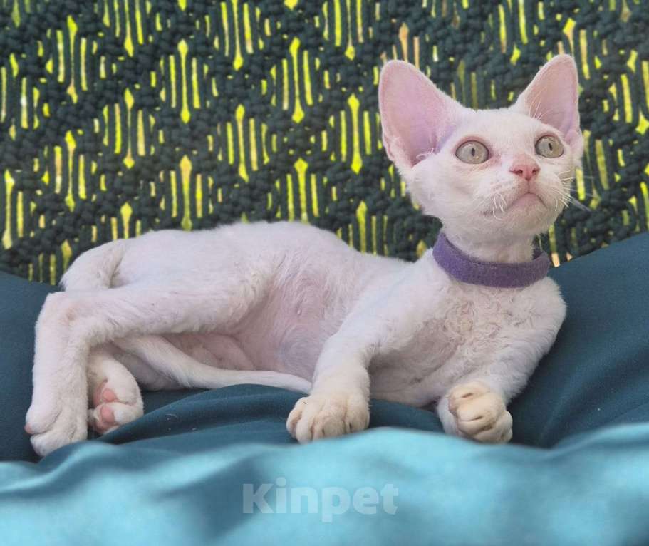 Кошки в Москве: Девон рекс -белый малыш Мальчик, 50 000 руб. - фото 3