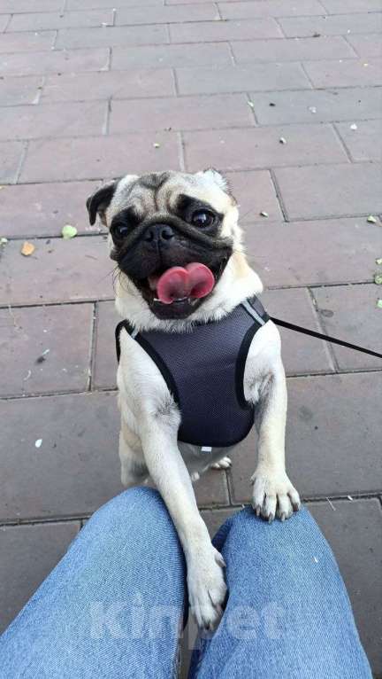 Собаки в Красноярске: Мопс в хорошие/добрые руки Мальчик, 15 000 руб. - фото 2