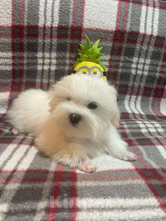 Собаки в Сургуте: Щенок Мальтезе мальчик 5 месяцев Мальчик, 100 000 руб. - фото 4