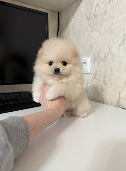 Мальчик крем