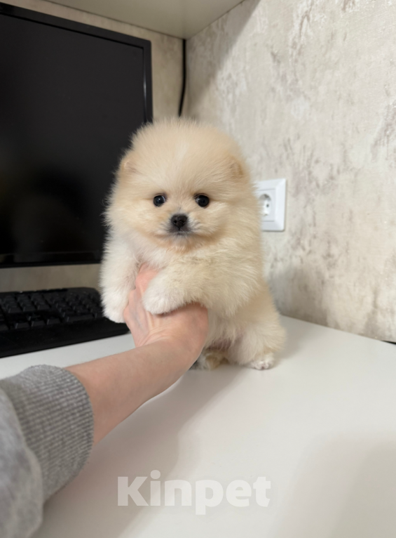 Собаки в Москве: Мальчик крем Мальчик, 25 000 руб. - фото 1