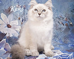 Кошки в Москве: Невский маскарадный котенок Кекс Мальчик, 50 000 руб. - фото 1