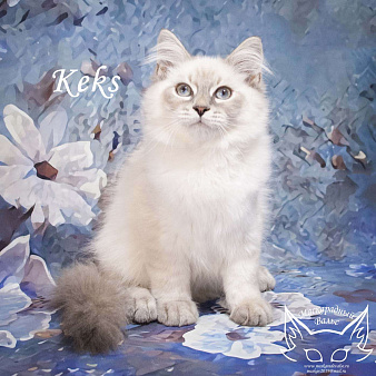 Объявление: Невский маскарадный котенок Кекс, 50 000 руб., Москва