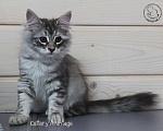 Кошки в Новом Ладоге: Предлагаются клубные сибирские котята мальчик/девочка Девочка, Бесплатно - фото 6
