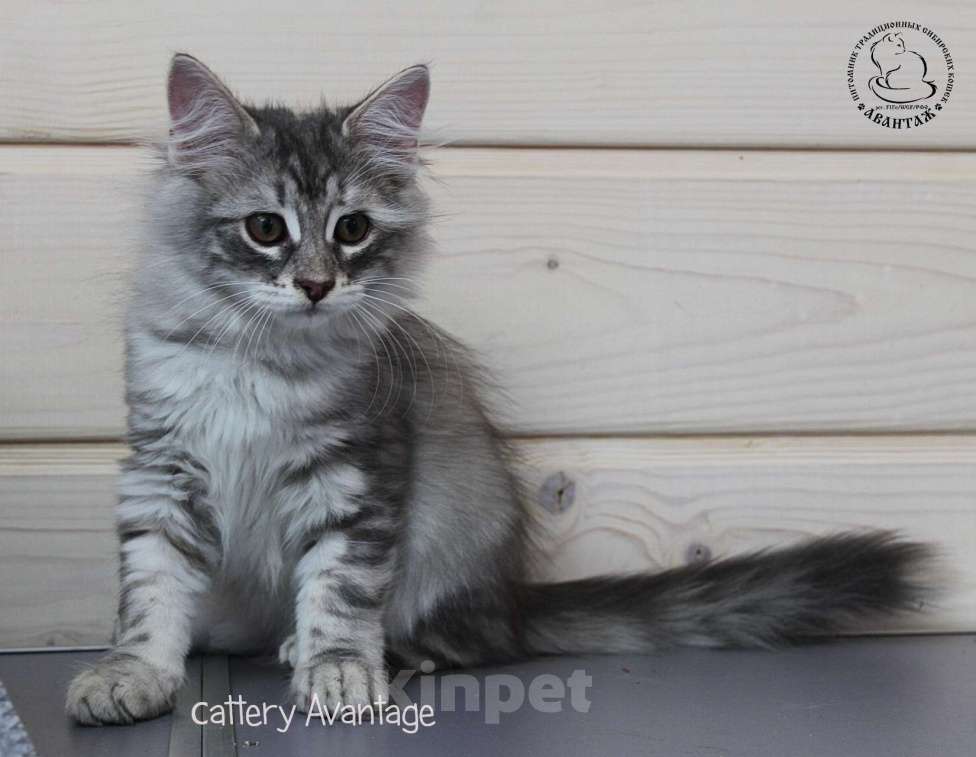 Кошки в Волхове: Сибирские котята клубные с документами и вакцинациями Девочка, Бесплатно - фото 6