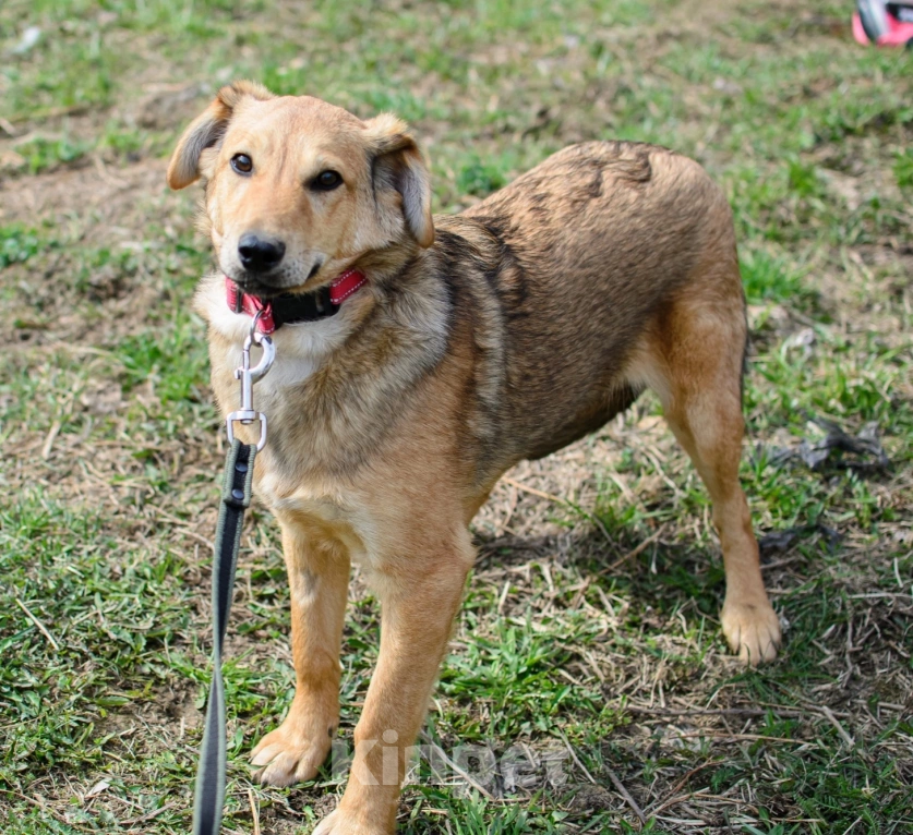 Собаки в других городах Московской области: Сладкая конфетка- Ириска Девочка, Бесплатно - фото 3