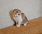Кошки в Мытищах: Продаю котенка Девочка, 1 500 руб. - фото 3