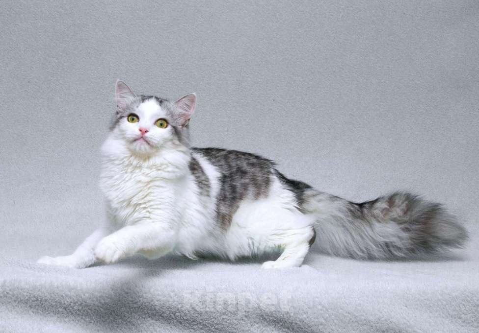 Кошки в Москве: Серебристый кот Витюша с роскошным хвостом в дар Мальчик, 1 руб. - фото 1