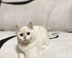 Кошки в Москве: Шотландский котенок  Девочка, 20 000 руб. - фото 1