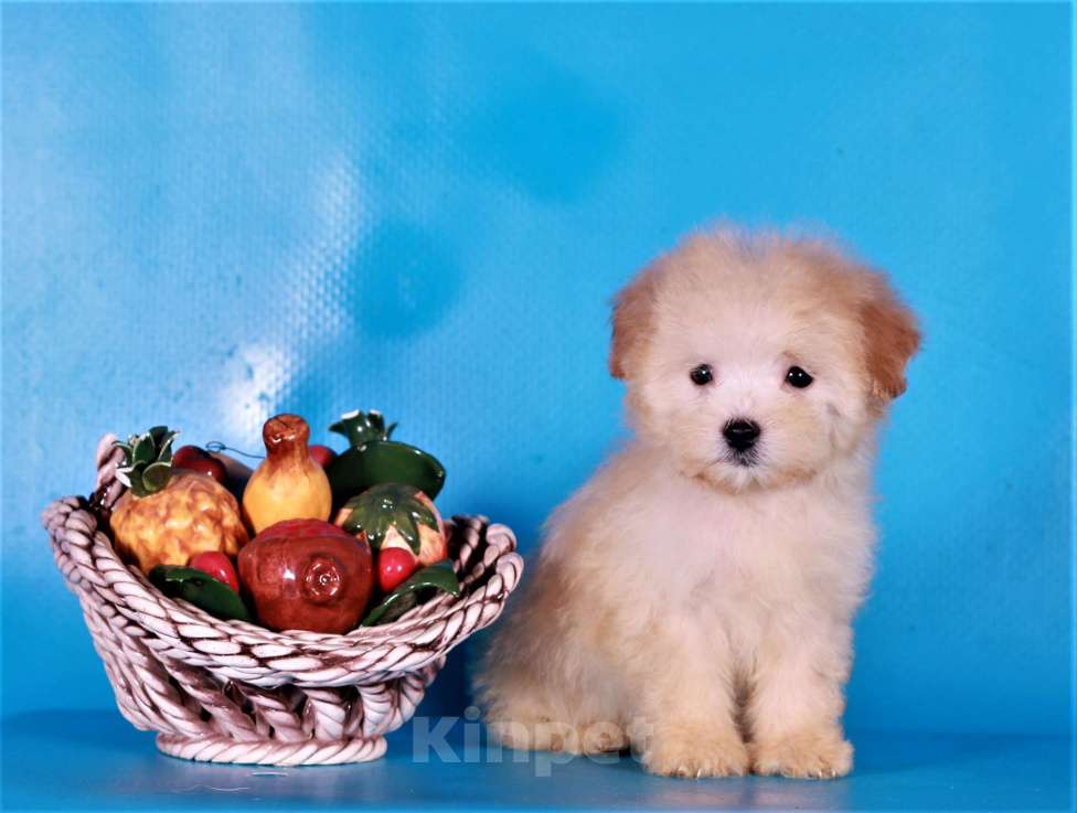 Собаки в Москве: мальтипу Ф1 щенки Мальчик, 80 000 руб. - фото 5