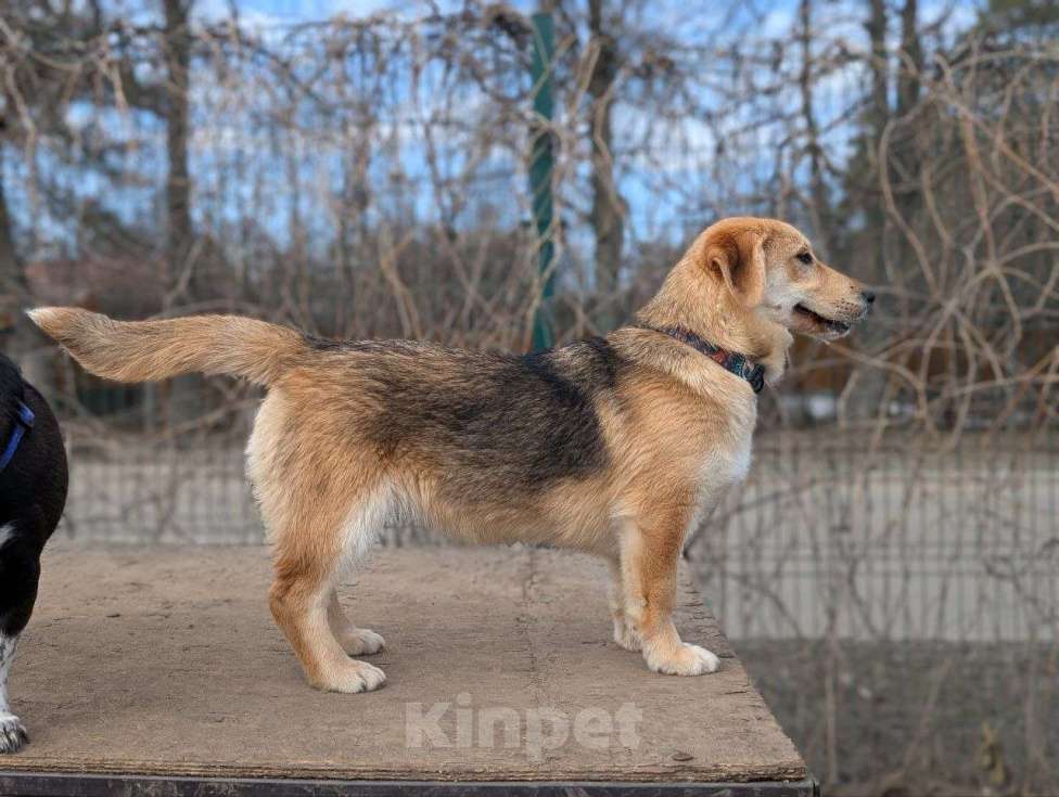 Собаки в Жуковском: Раф - щенок девочка из отлова Девочка, Бесплатно - фото 1