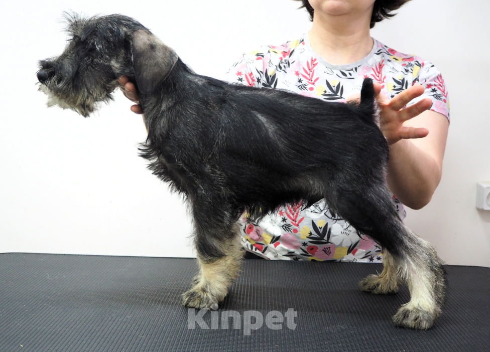 Собаки в Иваново: Миттельшнауцера красивые щенки Мальчик, 40 000 руб. - фото 2