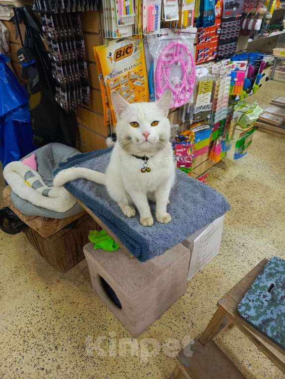 Кошки в Москве: Пропал кот Солнцево Мальчик, Бесплатно - фото 2