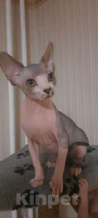 Кошки в Москве: Котята Канадского сфинкса, ласковые, игривые, замечательные  Девочка, Бесплатно - фото 4