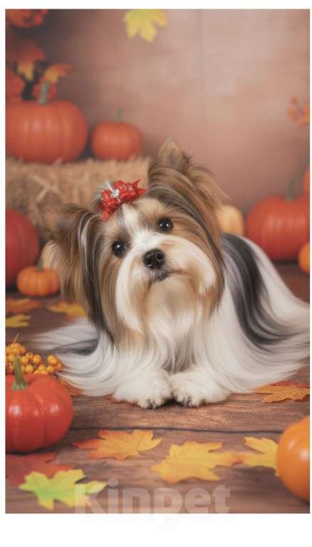 Собаки в Москве: Изумительной красоты маленький бивер терьер  Мальчик, Бесплатно - фото 1