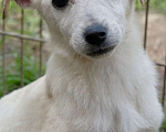 Собаки в Москве: Белый коротколапик щенок Снежок в добрые руки Мальчик, 1 руб. - фото 3