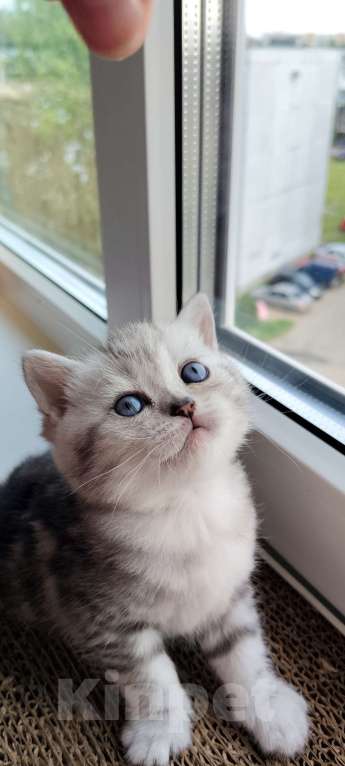 Кошки в Пскове: Продам шотландскую мраморную девочку Девочка, 7 000 руб. - фото 2